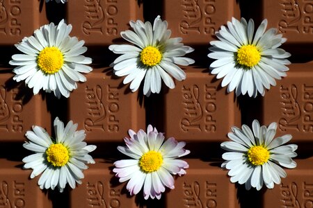 Nibble sweet gift