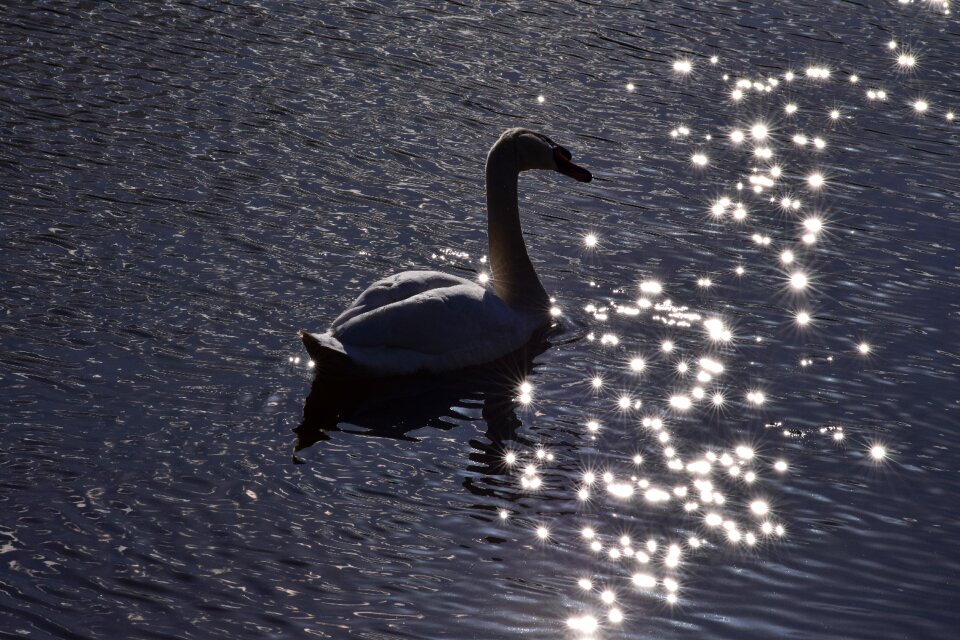 Graceful elegant chic