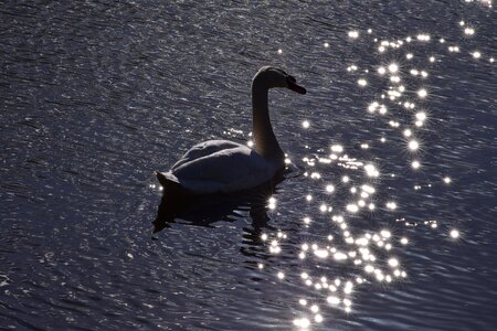 Graceful elegant chic