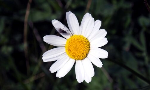 Nature insects moscow
