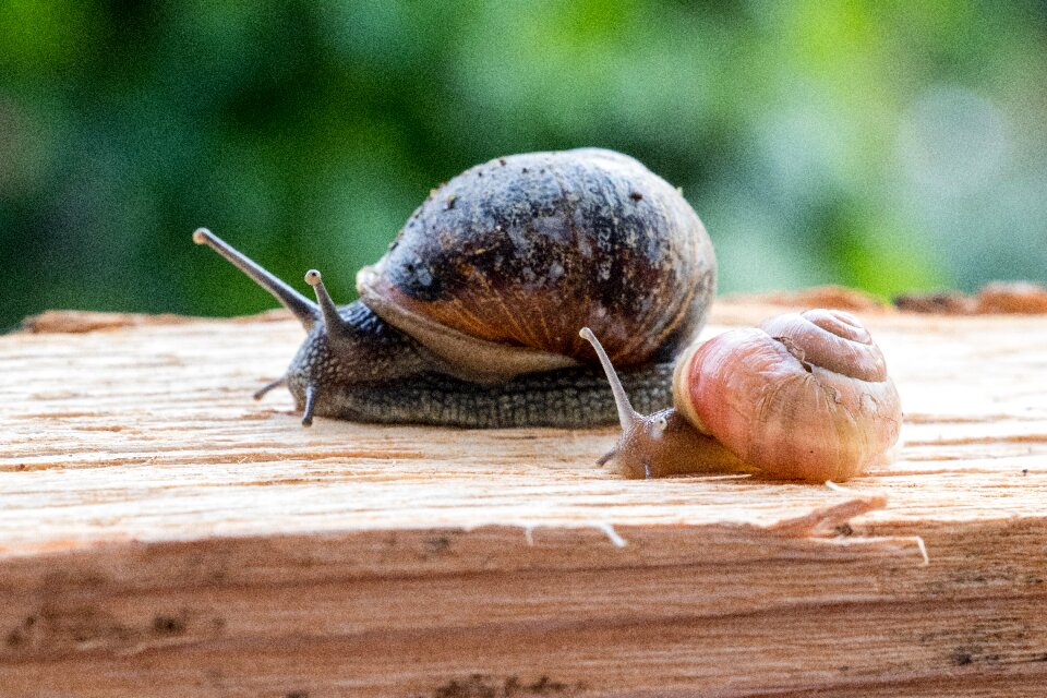 Mollusk shell crawl