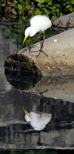 Calicut india wildlife