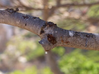 Tree nature spain