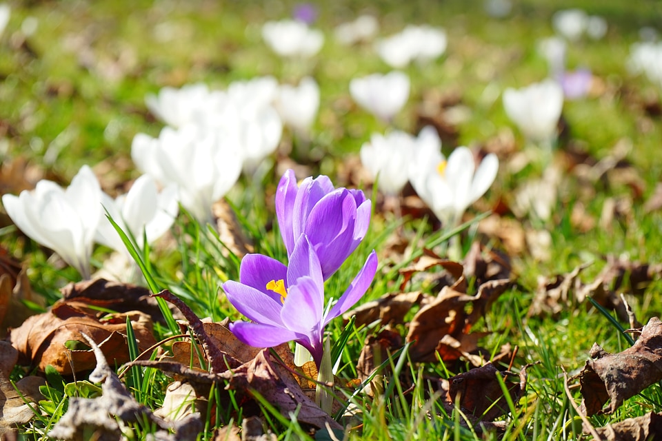Purple blossom bloom