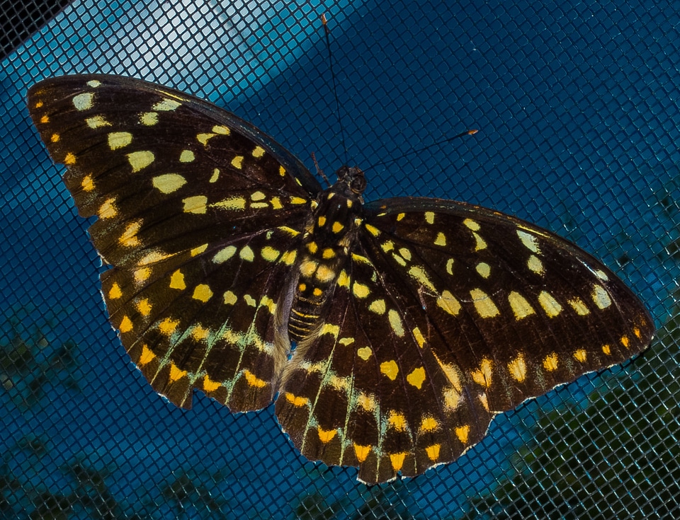 Butterfly insect public record