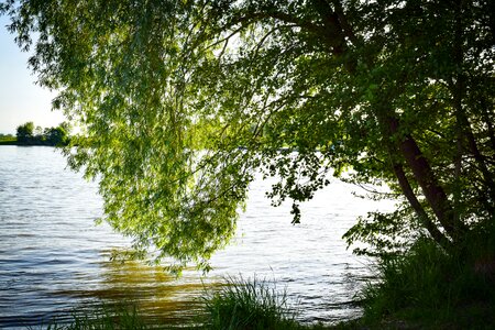 Weeping willow nature meadow photo