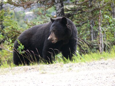 Wildlife nature wild