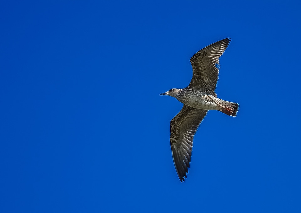 Bird nature blue