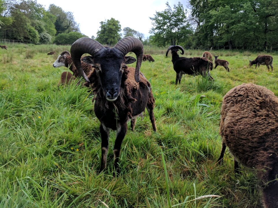 Sheep field country