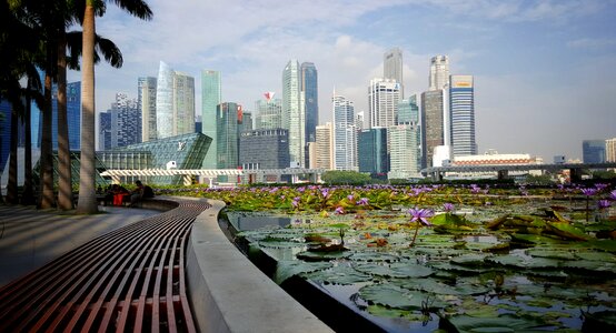 Skyscraper lotus green area photo