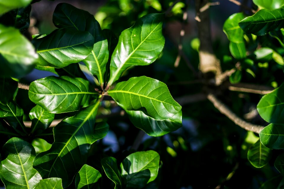 Light bush treetops photo