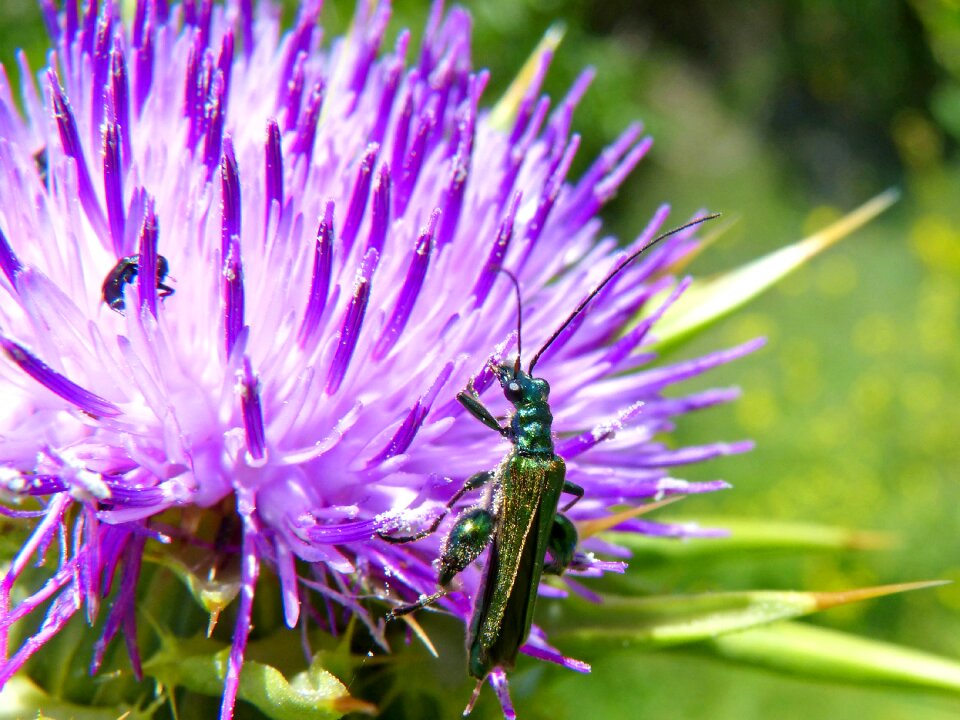 Psilothrix viridicoerulea green beetle thistle