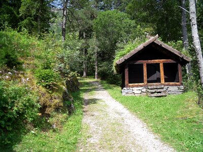 Green nature summer