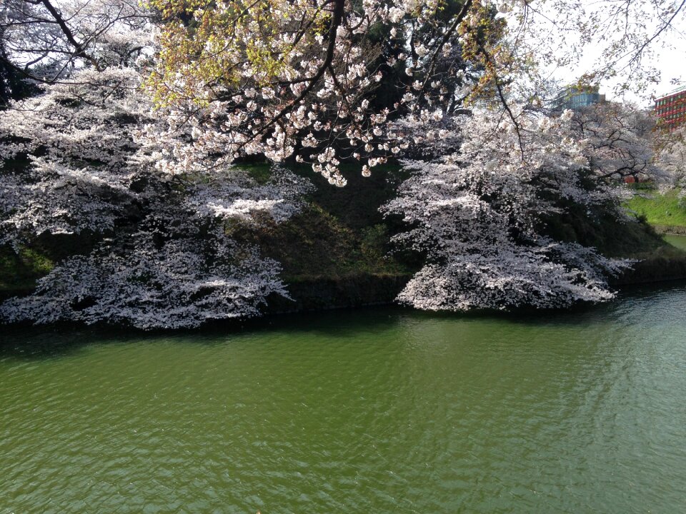 Spring flowers japan