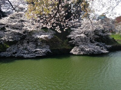 Spring flowers japan