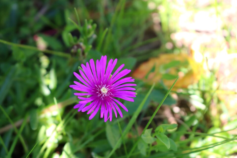 Purple flower purple flowers nature