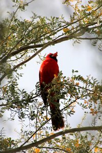 Animal fauna songbird photo