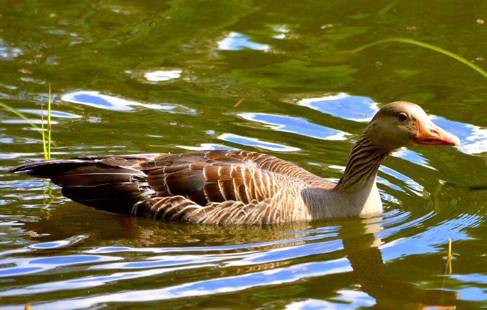 Bird duck bird bill