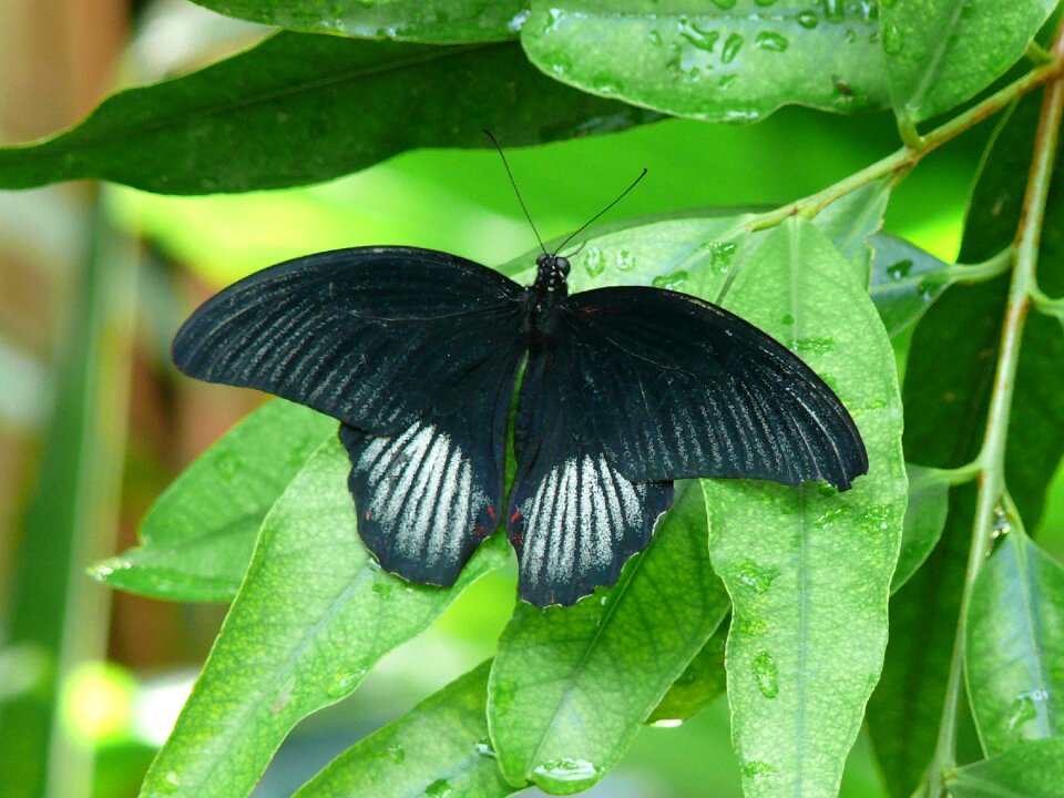 Nature bug