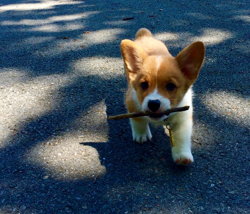 Pembroke cute purebred