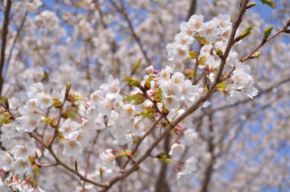 Spring landscape flowering plant