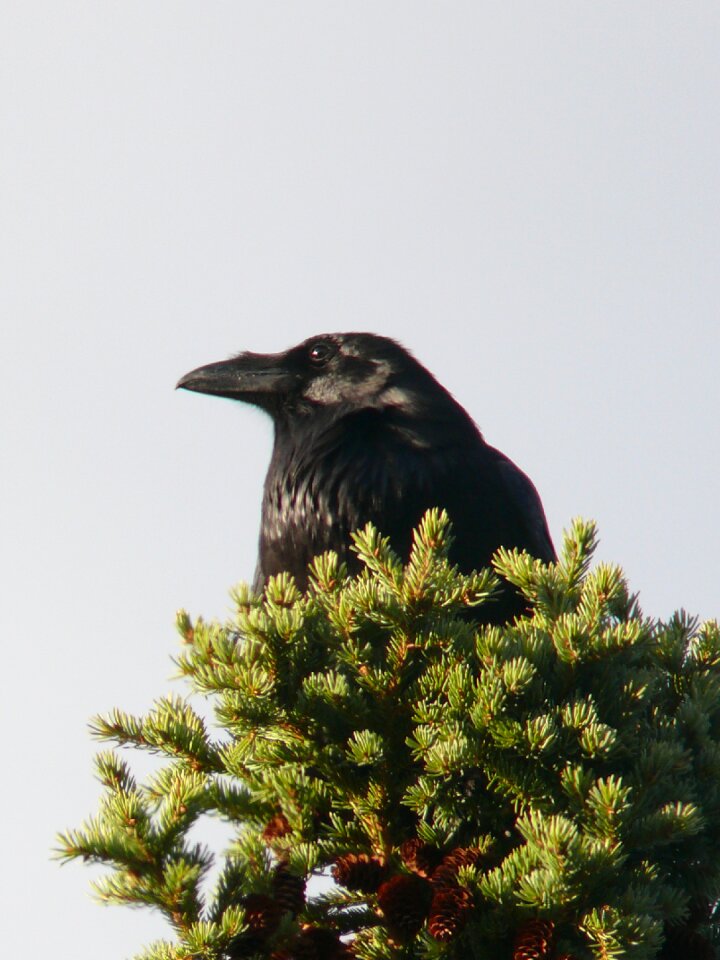 Black wild feather