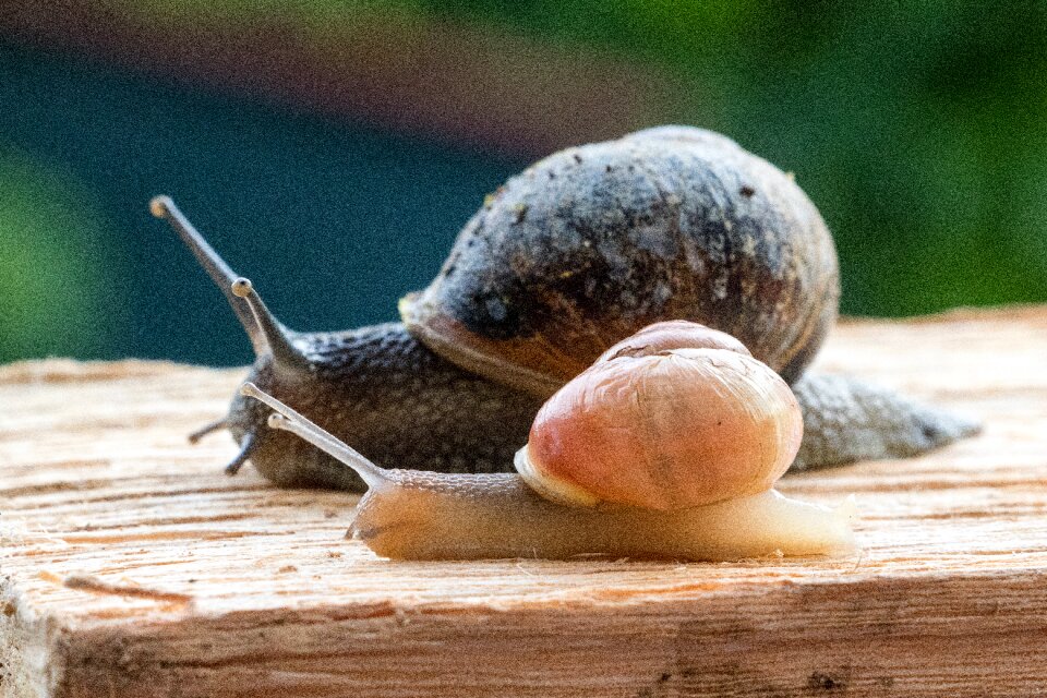 Mollusk shell crawl
