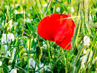Poppy sunshine spring flower
