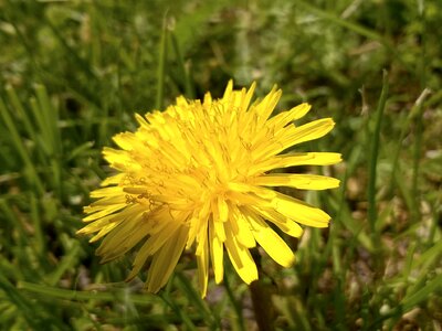 Sonchus oleraceus meadow summer photo