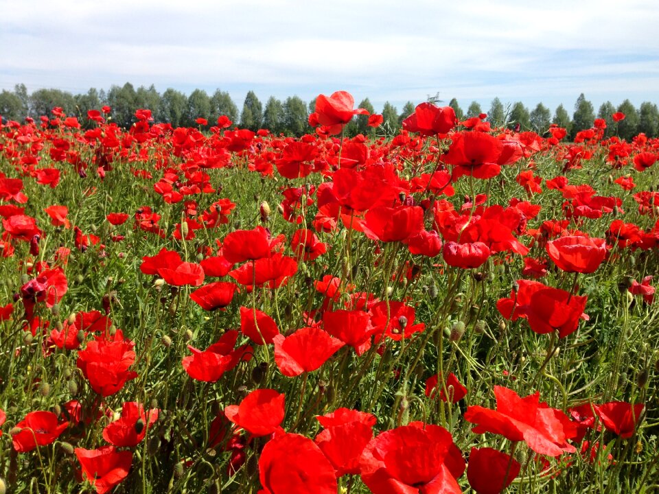 Flower red colorful