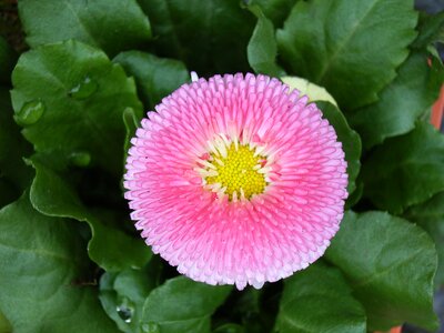 Bellis pink daisy