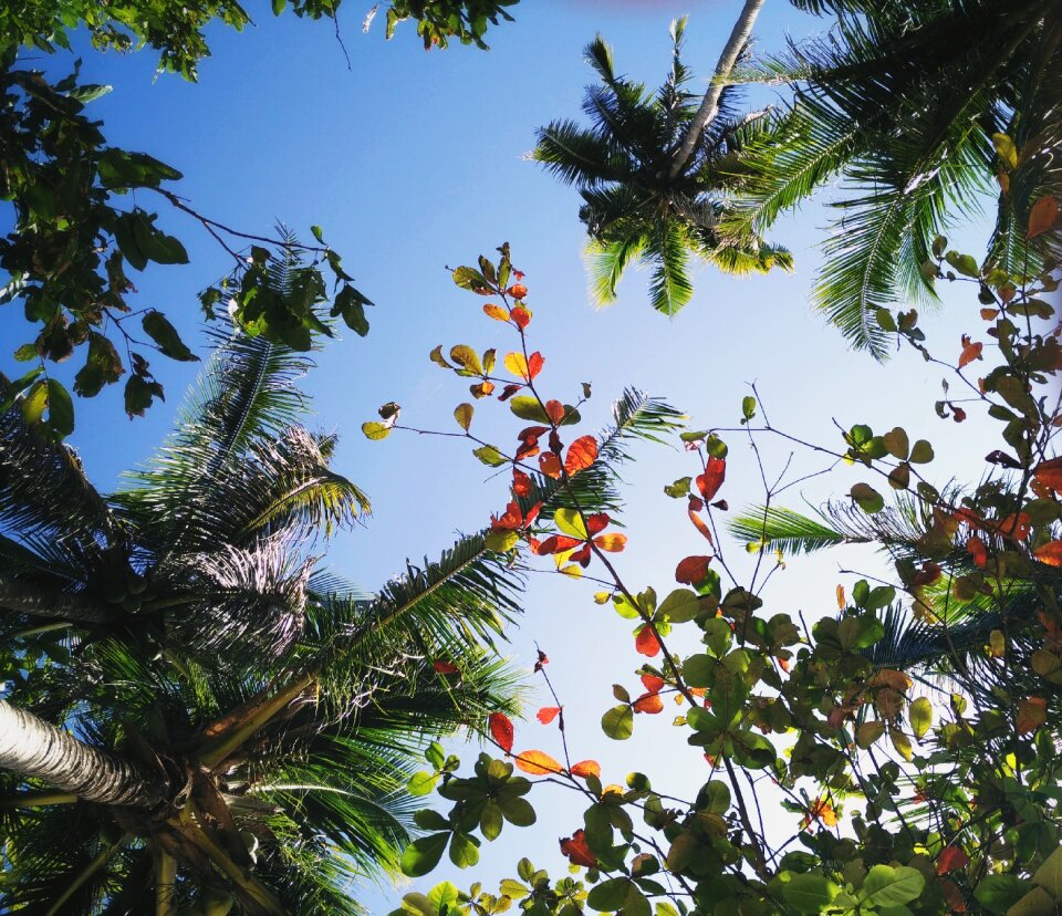 Coconuts flowers relax