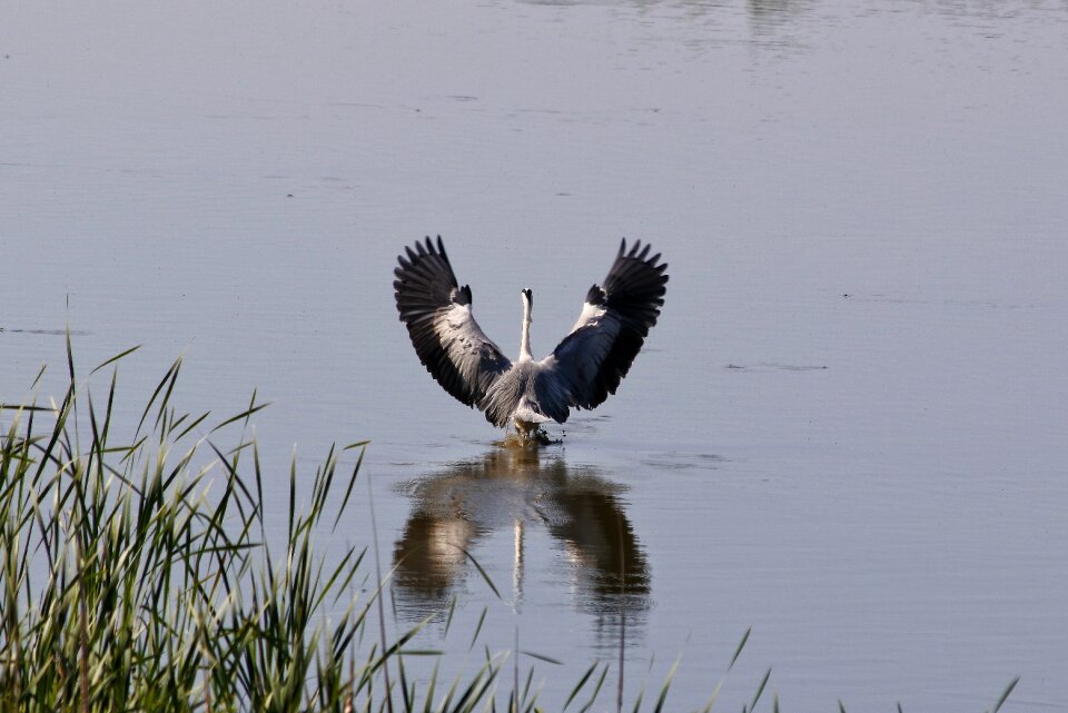 Wild birds heron gray heron