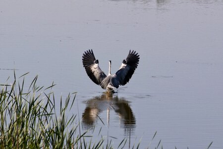 Wild birds heron gray heron photo