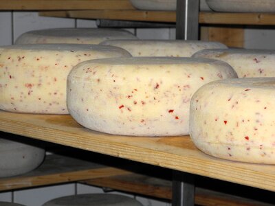 Cheese food stock