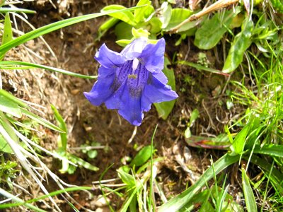 Alpine flower blue gentian mountain flower photo