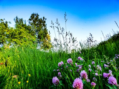 Grass meadow nature photo