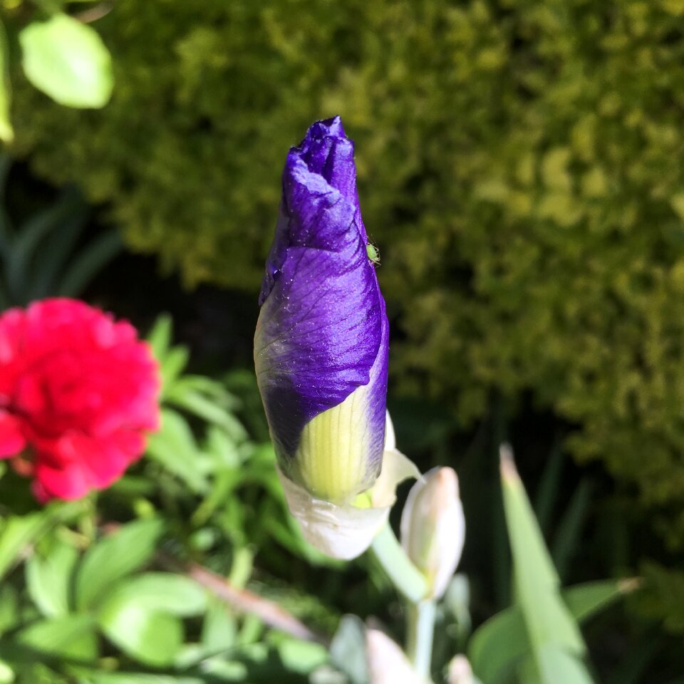 Summer bloom blossom
