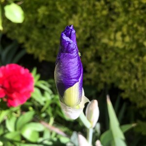 Summer bloom blossom