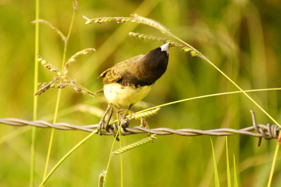 Nature in colombia