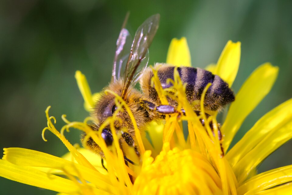 Insect nature honey