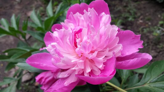 Spring summer garden