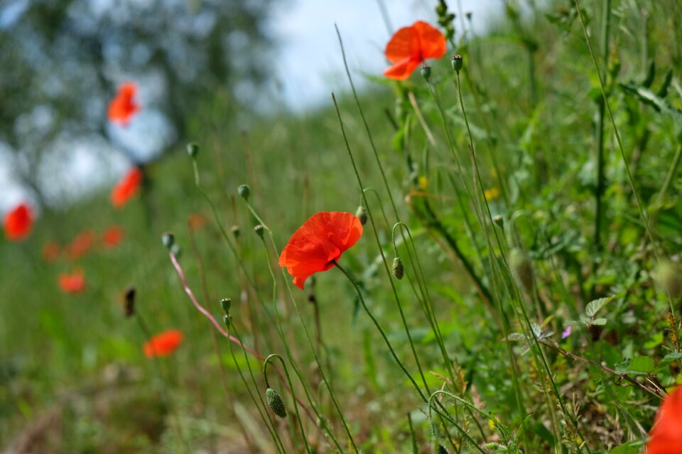 Poppy slope meadow
