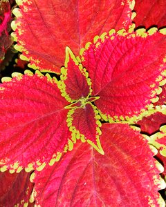 Gold colour red plant