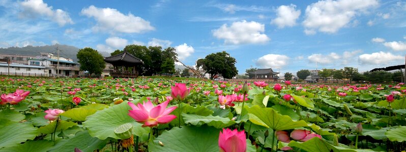 Nature water lilies kite photo