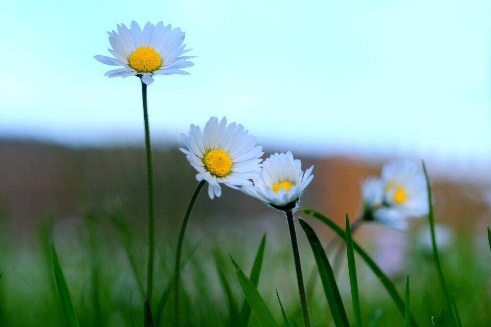 Nature close up spring meadow