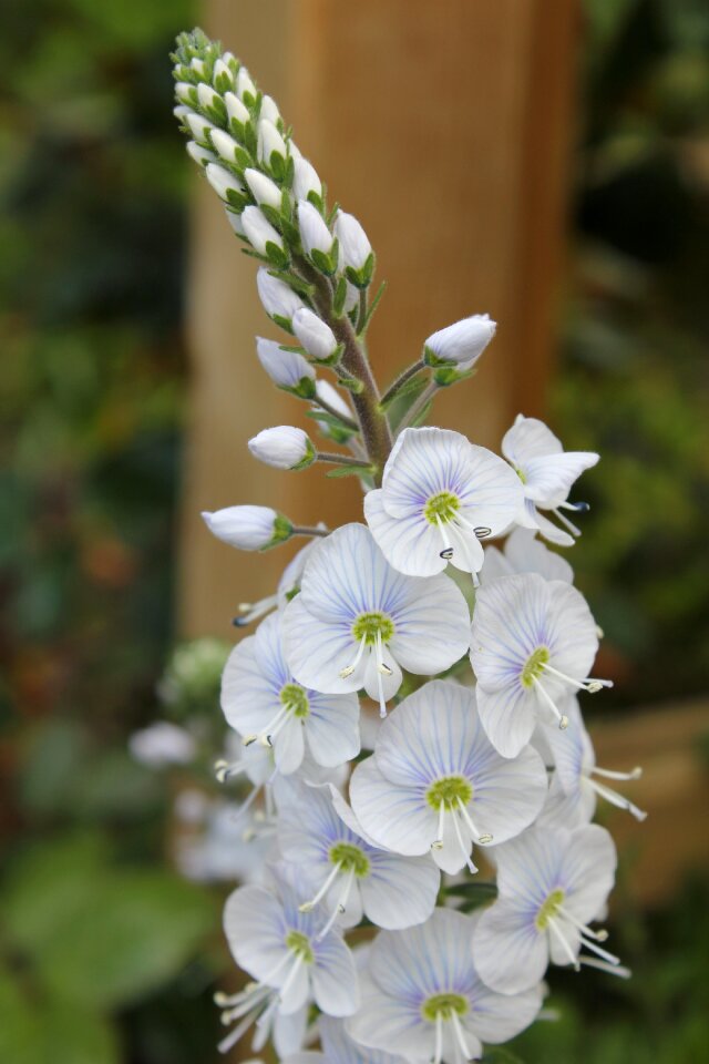 White petals perennial