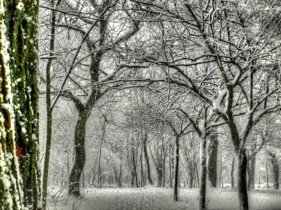 Trees winter landscape snowy