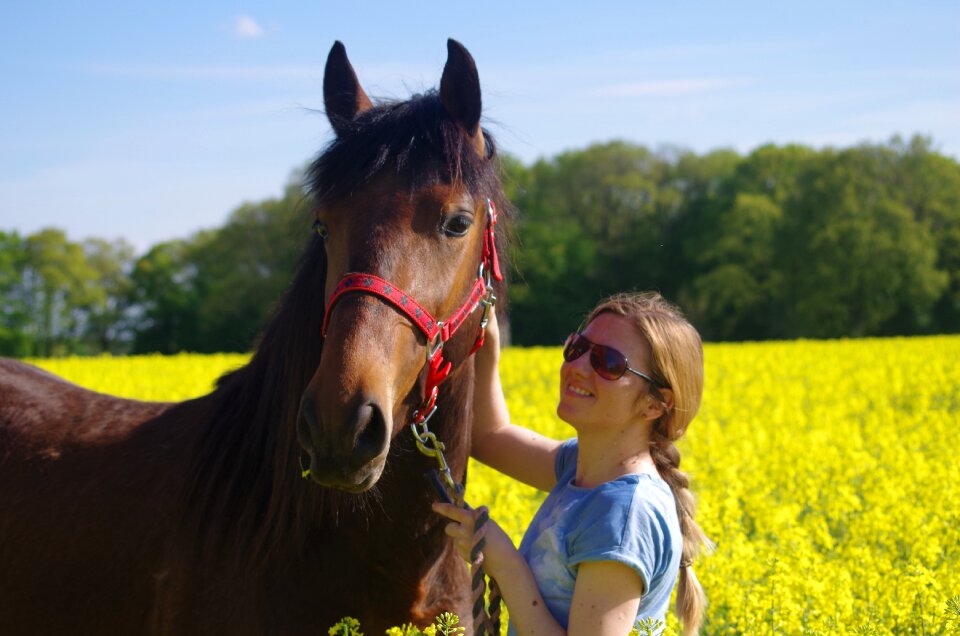 Horse meadow friends