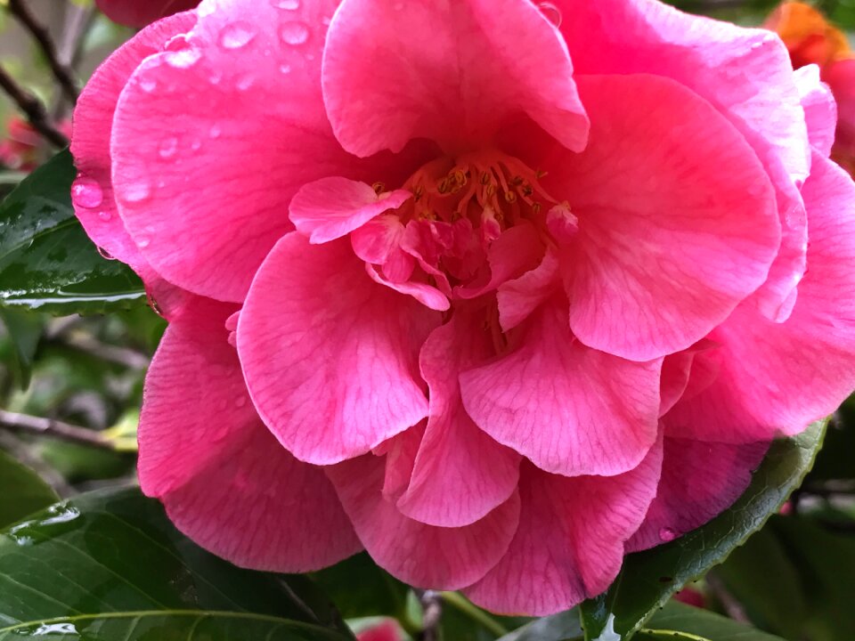 Bloom blossom nature